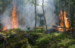 Turkse omroepen beboet voor berichtgeving over bosbranden